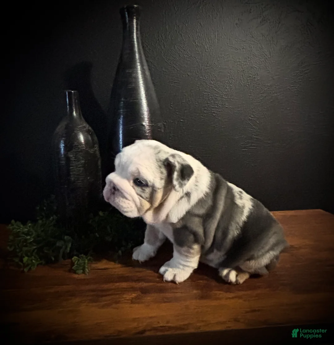 English Bulldog dogs for sale: Nova  - Ad 1