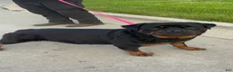 Rottweiler dogs for sale: Rottweiler 1 - Ad 24