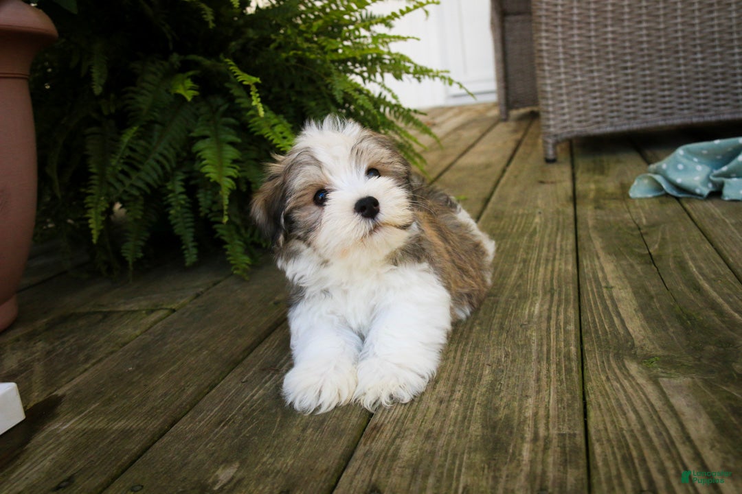 Havanese dogs Darcy Havanese  - Ad 2