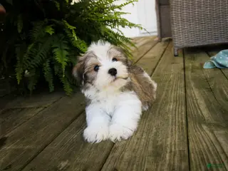 Havanese dogs Darcy Havanese - Ad 2