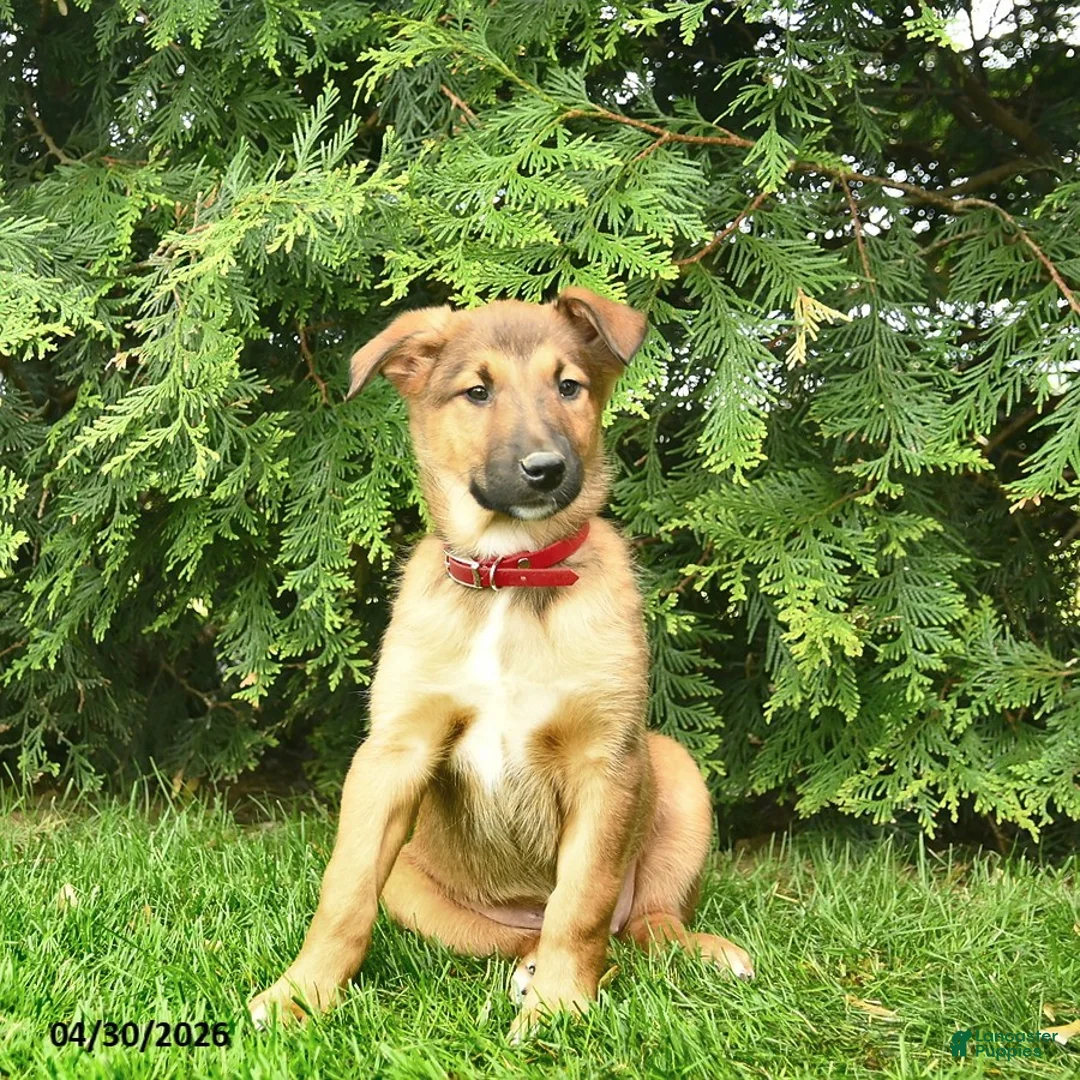 Mixed Breed dogs for sale: Eden  - Ad 2