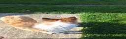 Collie dogs for sale: Tinkerbell - Ad 7