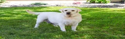 Labrador Retriever dogs for sale: Trixie - Ad 2