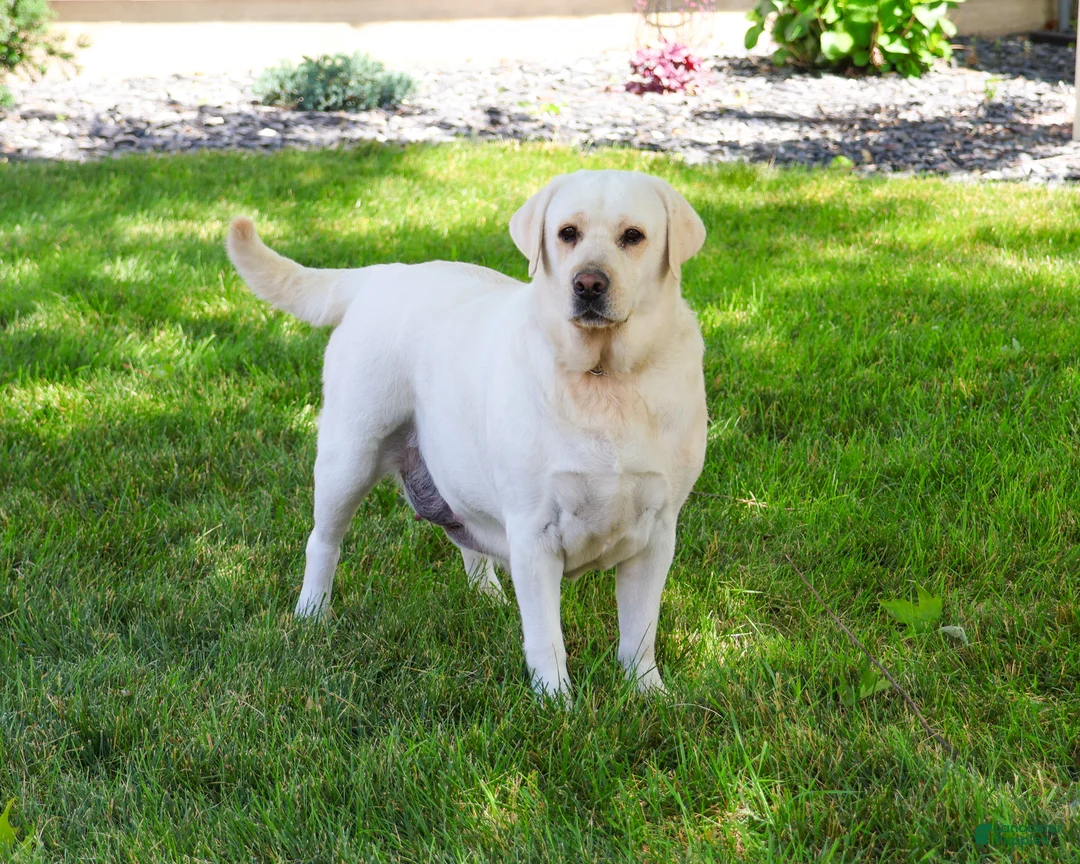 Labrador Retriever dogs for sale: Trixie - Ad 2