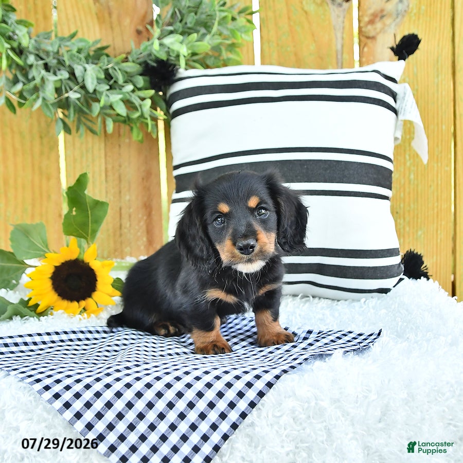 Miniature Dachshund dogs Chase - Ad 2