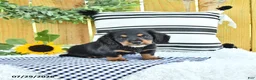 Miniature Dachshund dogs for sale: Chase - Ad 2
