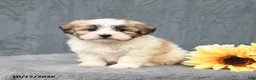 Teddy Bear dogs for sale: Casper - Ad 2