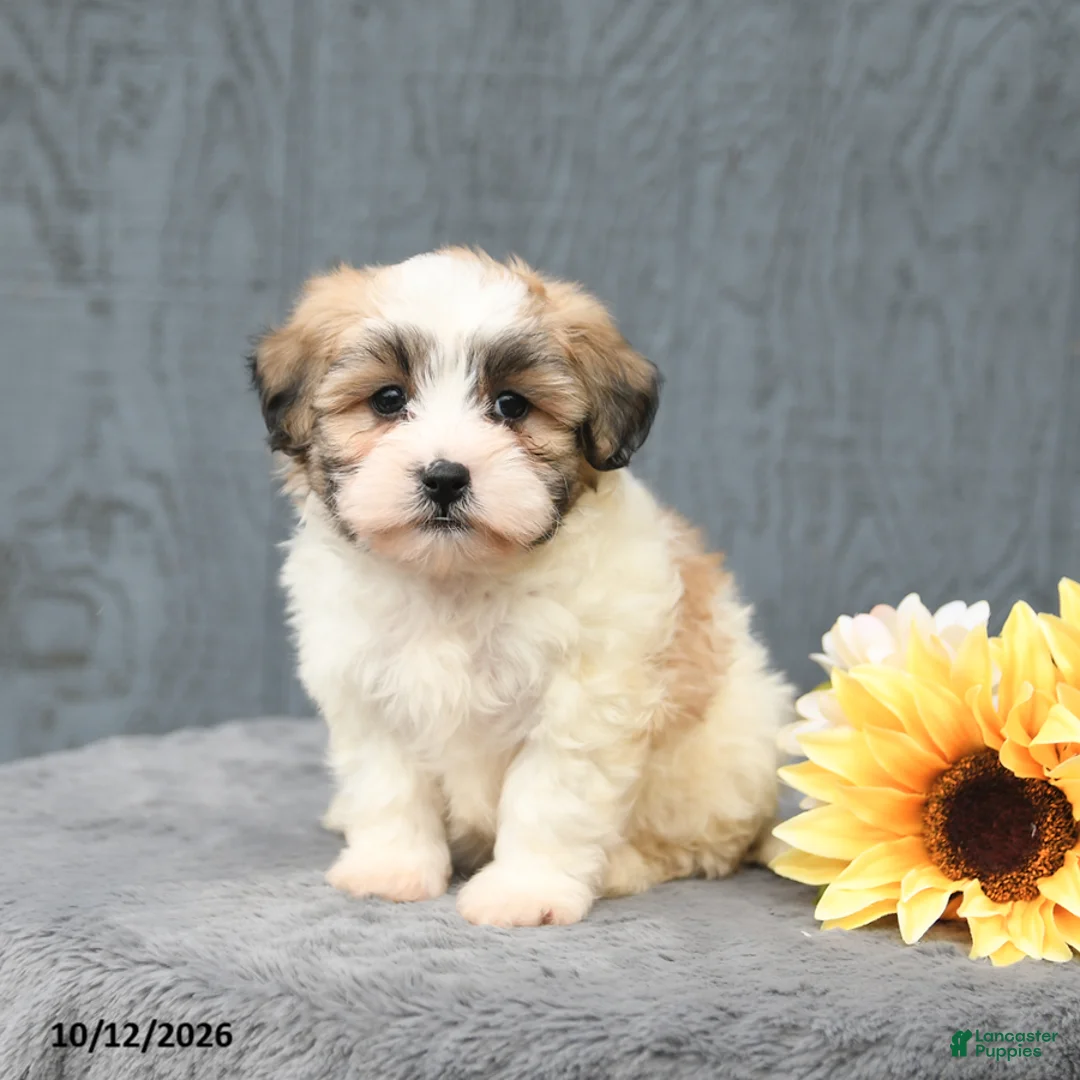 Teddy Bear dogs for sale: Casper - Ad 2