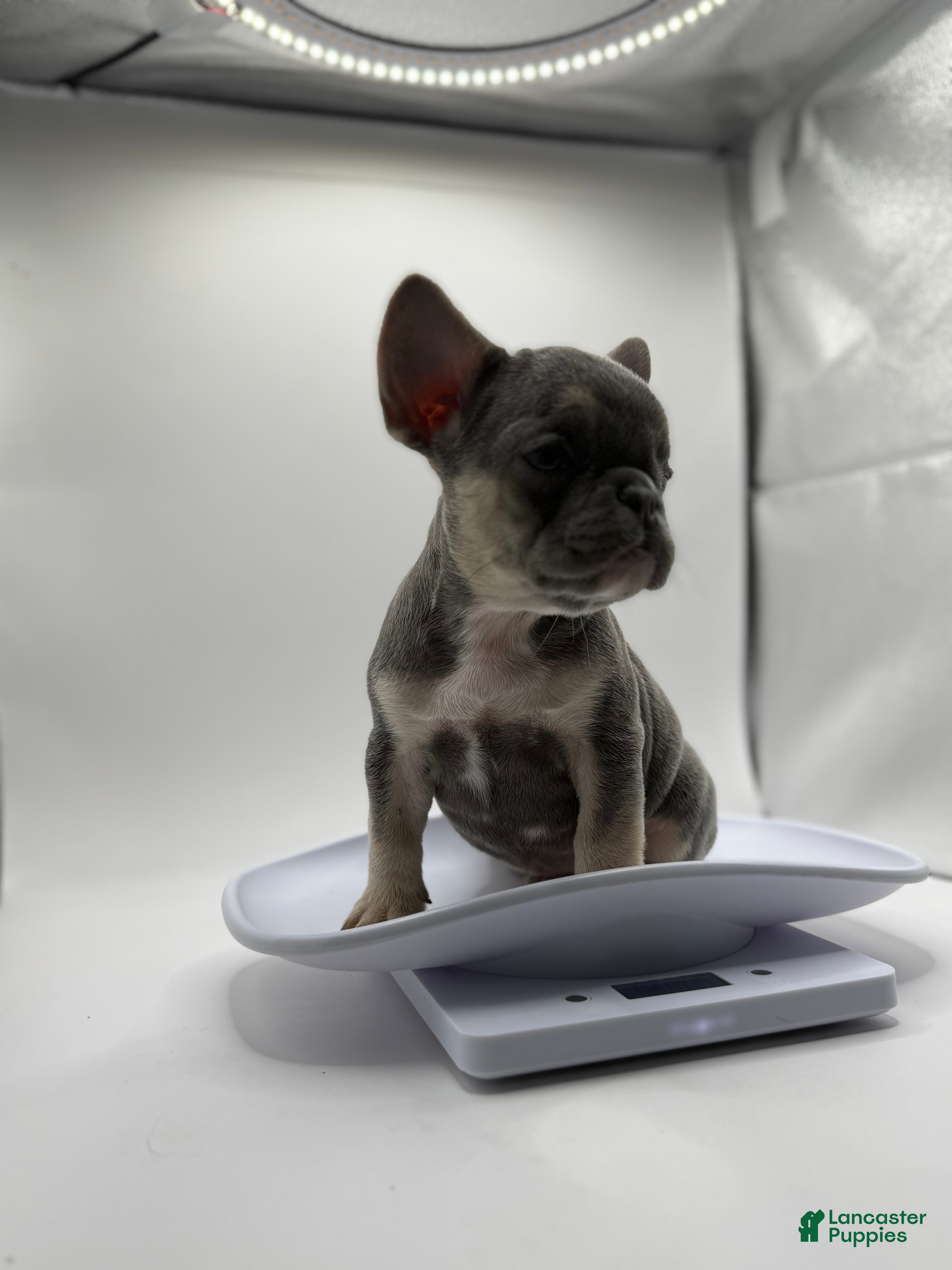 French Bulldog dogs Princess - Ad 33