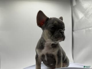 French Bulldog dogs Princess - Ad 20