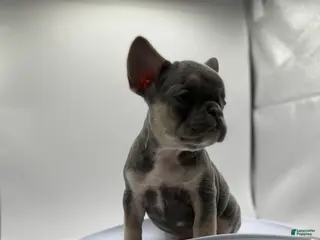 French Bulldog dogs Princess - Ad 13