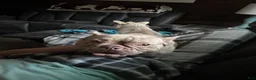 French Bulldog dogs for sale: Piglet - Ad 4