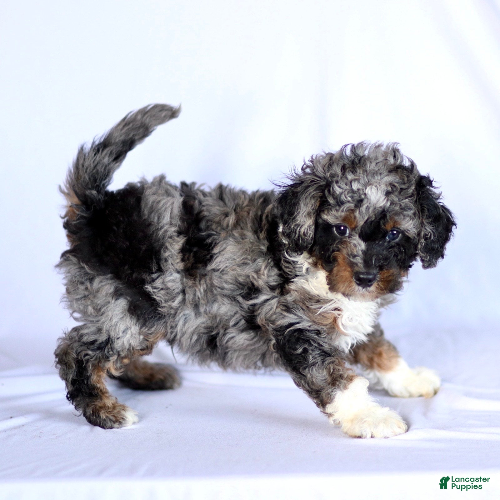 Cavapoo dogs Rosco - Ad 10