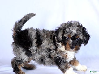 Cavapoo dogs Rosco - Ad 4