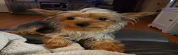 Yorkshire Terrier dogs for sale: Max - Ad 3