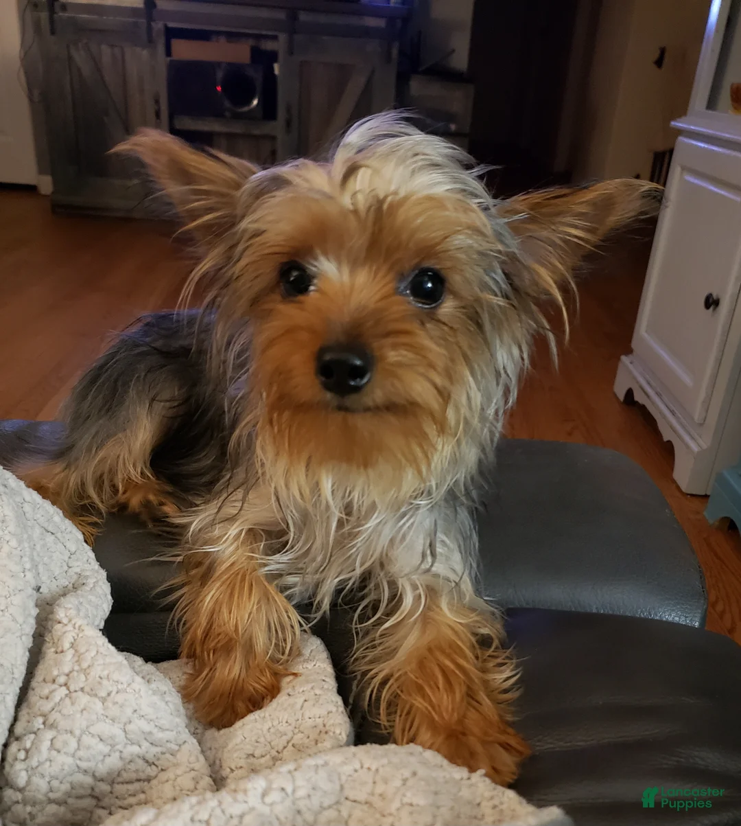 Yorkshire Terrier dogs for sale: Max - Ad 3