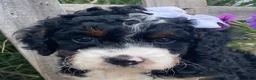 Mini Bernedoodle dogs for sale: Kandy - Ad 3