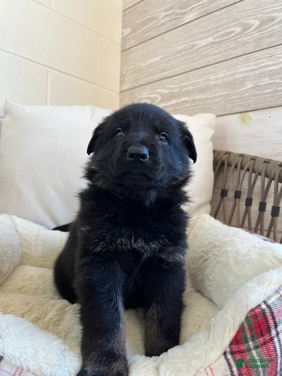 German Shepherd dogs for sale: Humphrey  - Ad 5