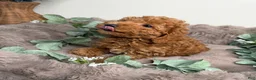Mini Goldendoodle dogs for sale: Honey 🍯 | Female Goldendoodle Puppy - Ad 3