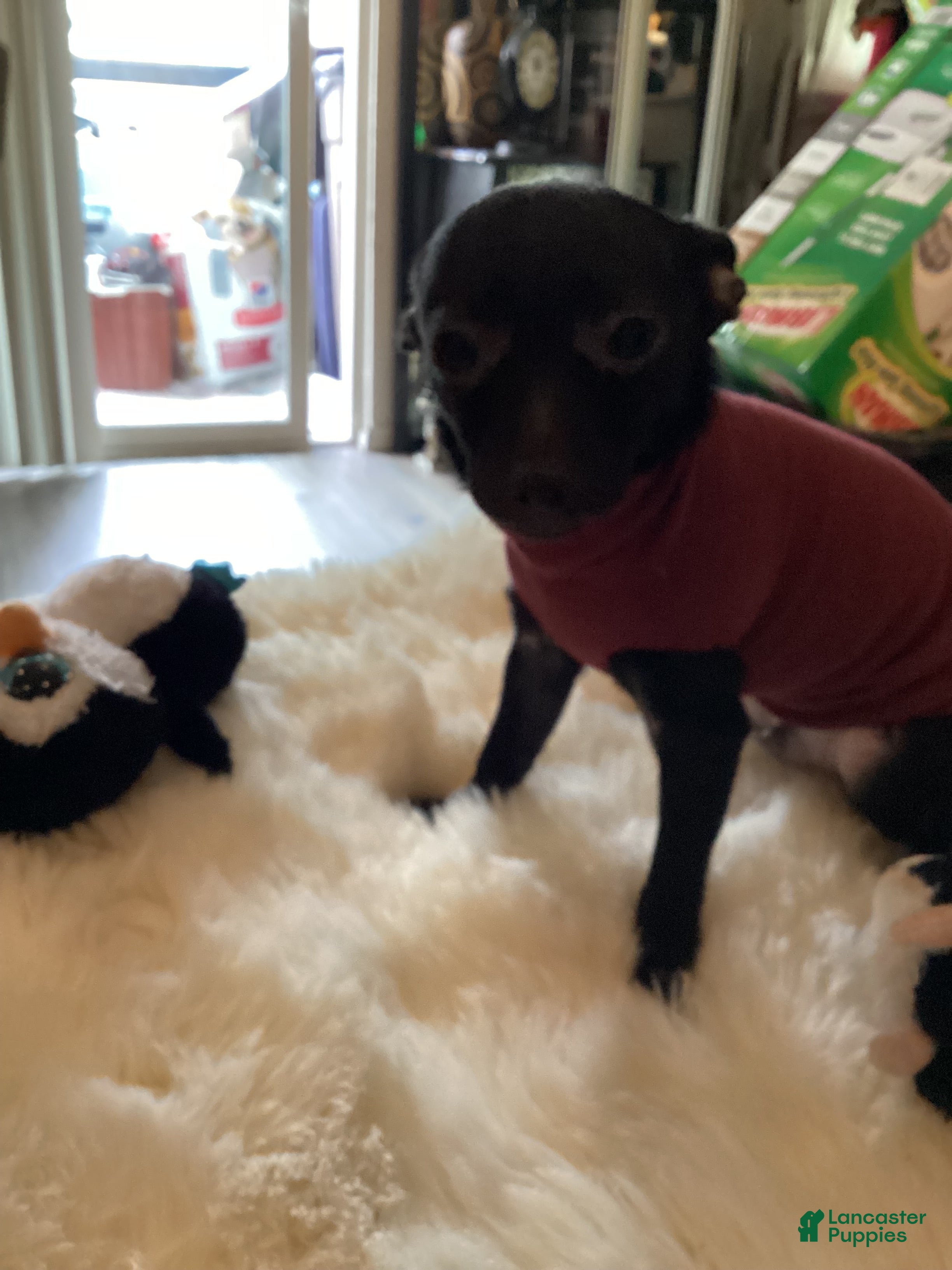 Chihuahua dogs Chill Bill - Ad 2