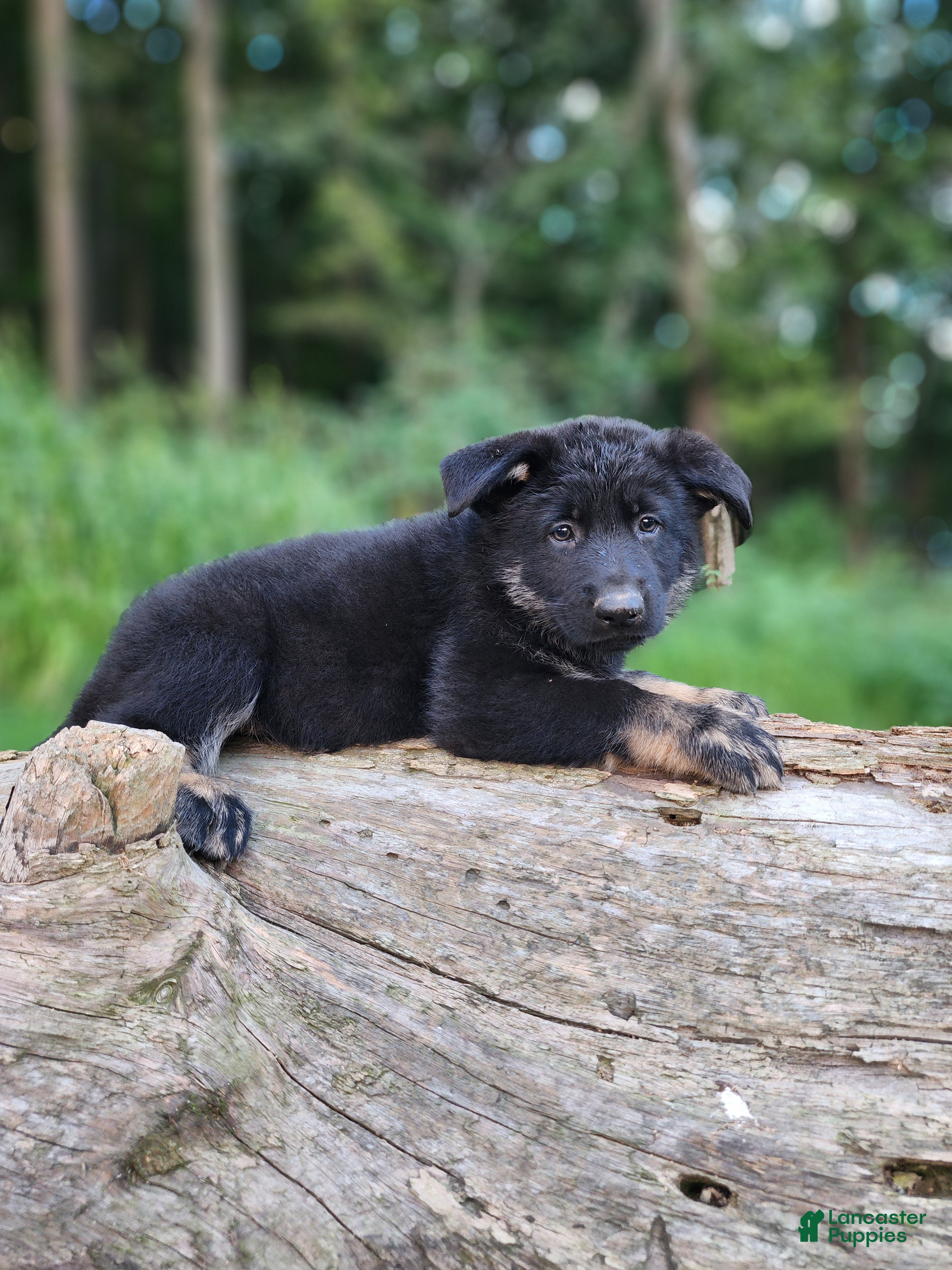 German Shepherd dogs  Timba - Ad 1