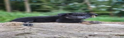 German Shepherd dogs for sale:  Timba - Ad 13