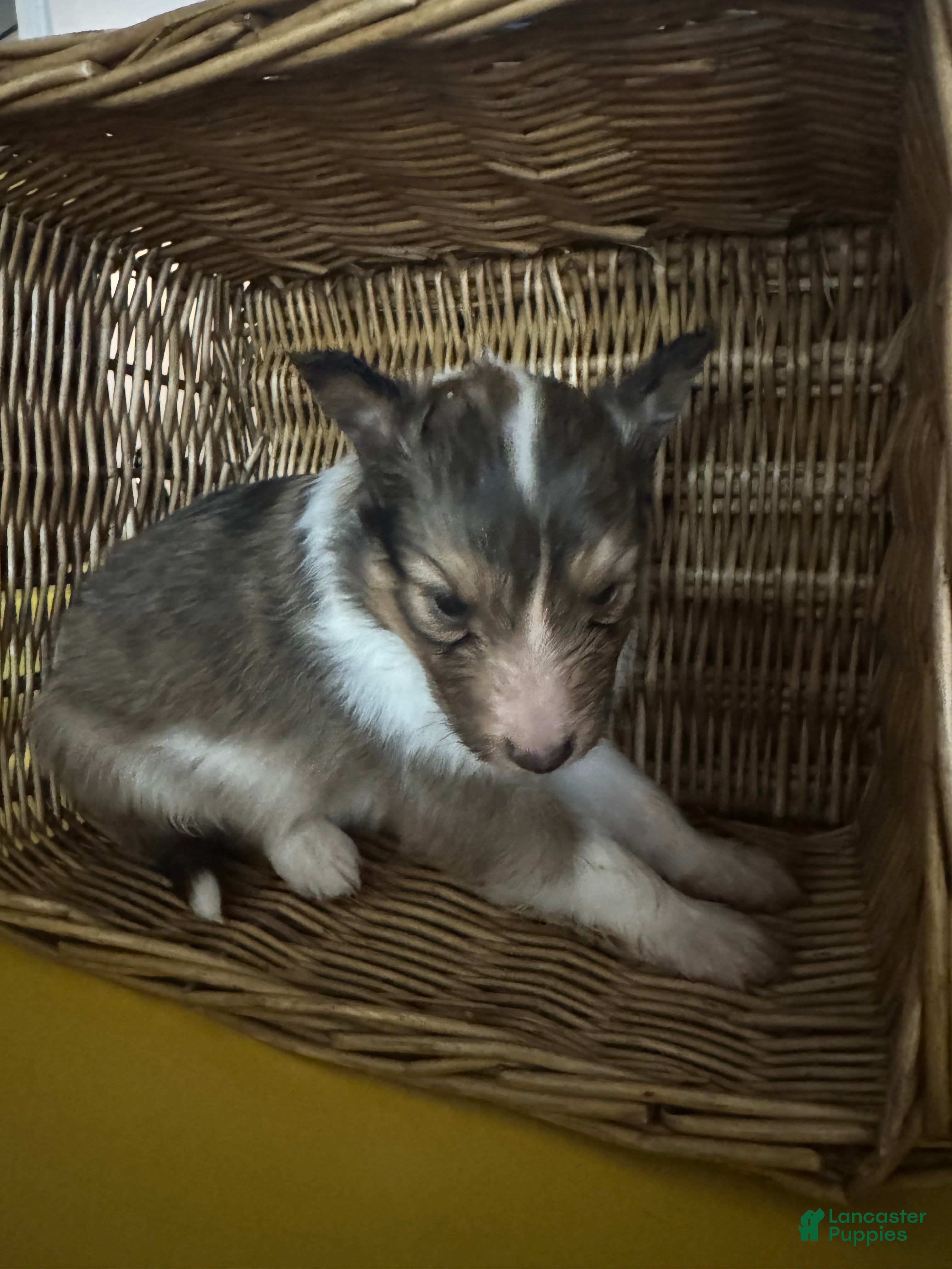 Shetland Sheepdog dogs Lightning  - Ad 15