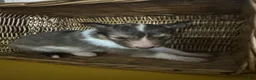 Shetland Sheepdog dogs for sale: Lightning  - Ad 1