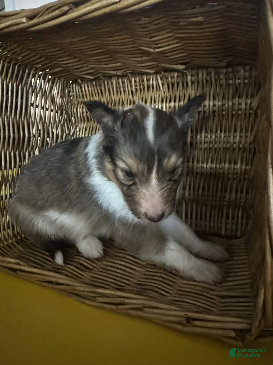Shetland Sheepdog dogs for sale: Lightning  - Ad 1