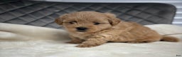Maltipoo dogs for sale: Sofia - Ad 10