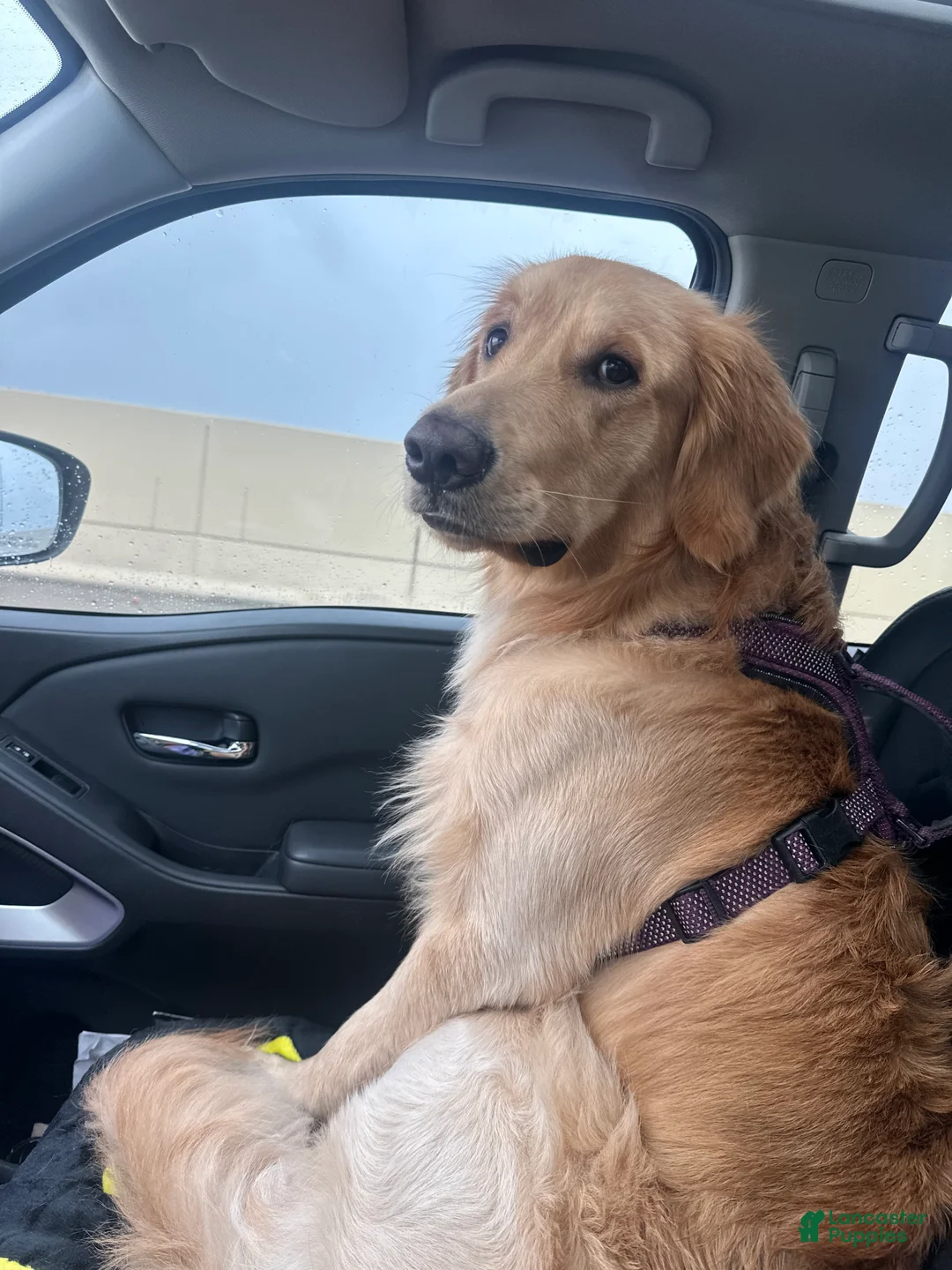 Golden Retriever dogs for sale: Golden Retriever Puppy 1 - Ad 2