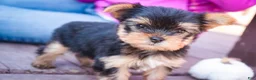 Yorkshire Terrier dogs for sale: Bitsy - Ad 5