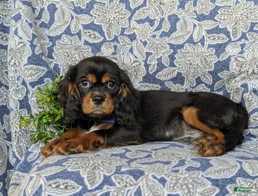 Cavalier King Charles Spaniel dogs for sale: Talbot - Ad 3