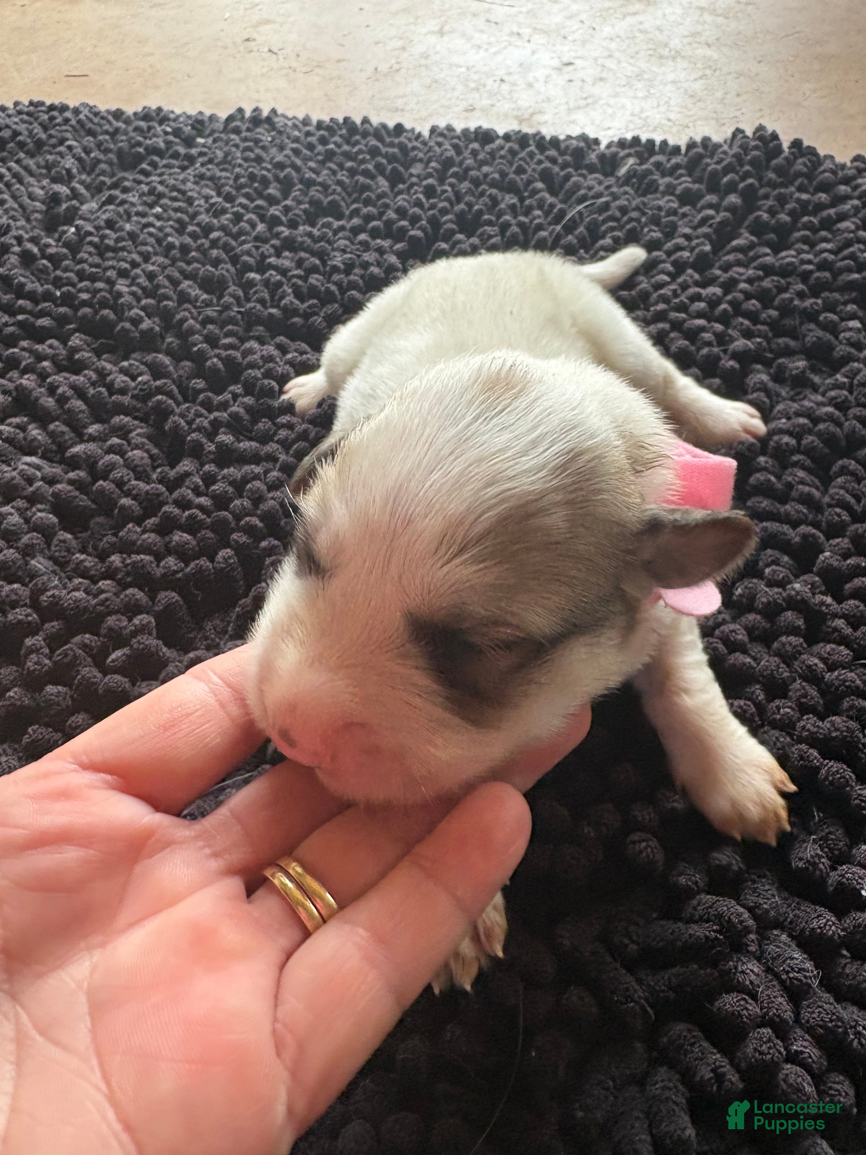 Great Pyrenees dogs for sale: Great Pyrenees 6 - Ad 39