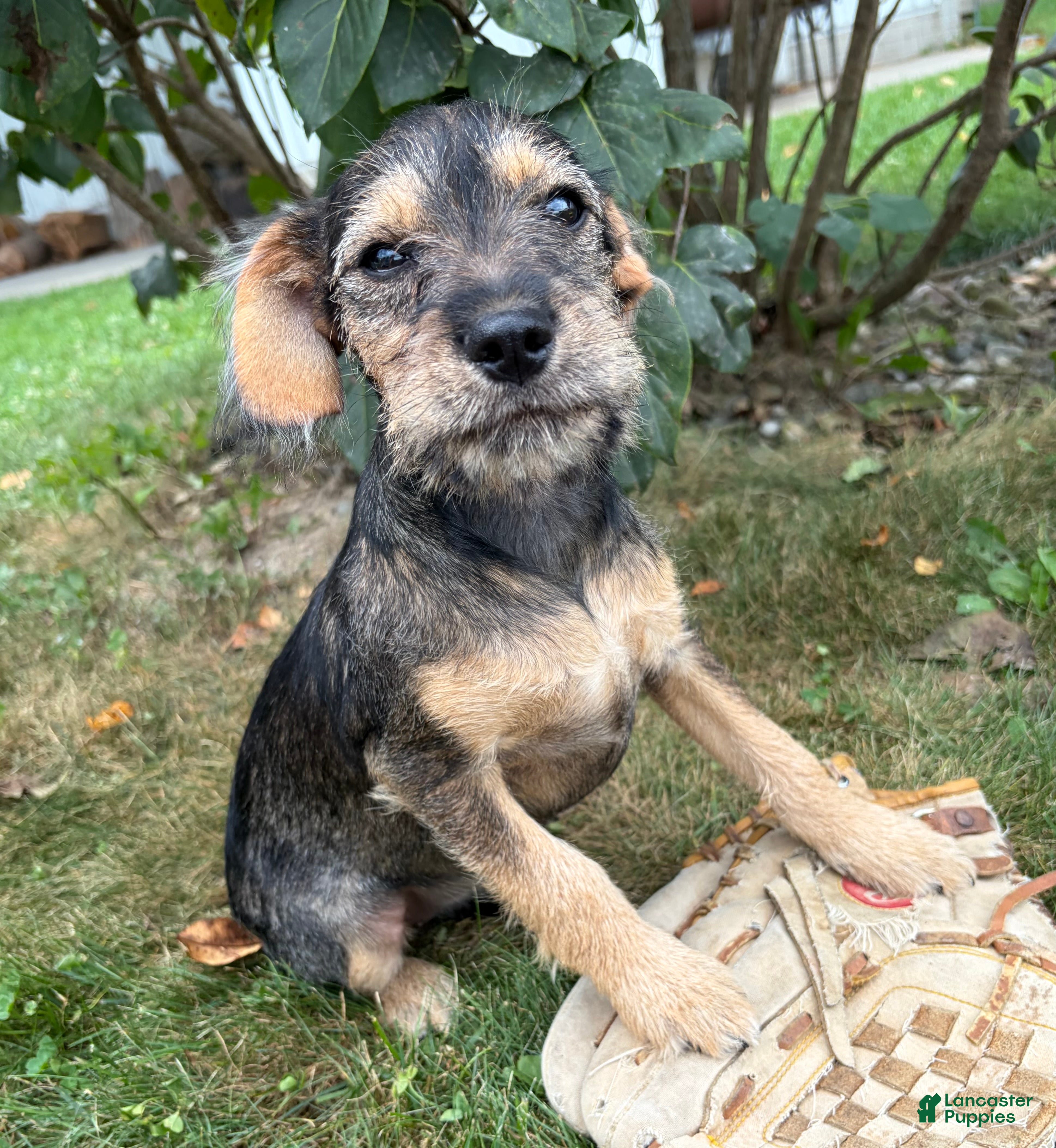 Schnoodle dogs Tilly - Ad 2