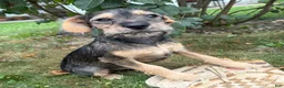 Schnoodle dogs for sale: Tilly - Ad 2