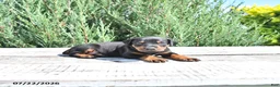 Doberman Pinscher dogs for sale: Otto - Ad 5