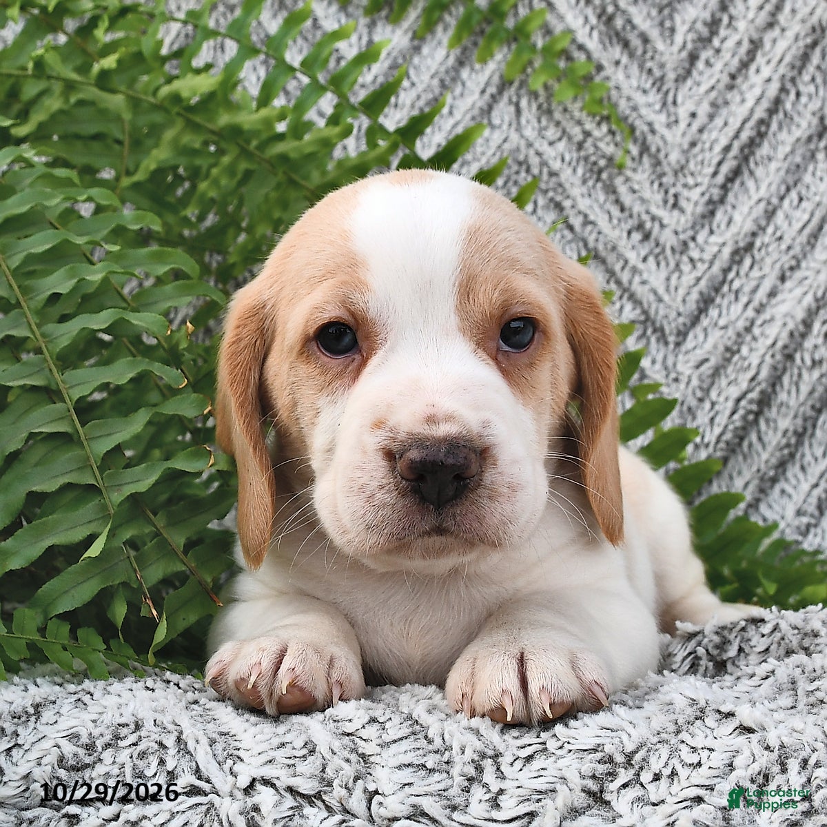 Mixed Breed dogs for sale: Parker  - Ad 2
