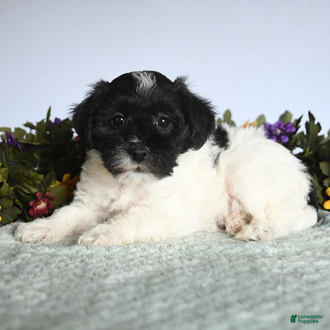 Mixed Breed dogs for sale: Nugget - Ad 3