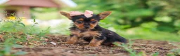 Yorkshire Terrier dogs for sale: Ellie - Ad 2
