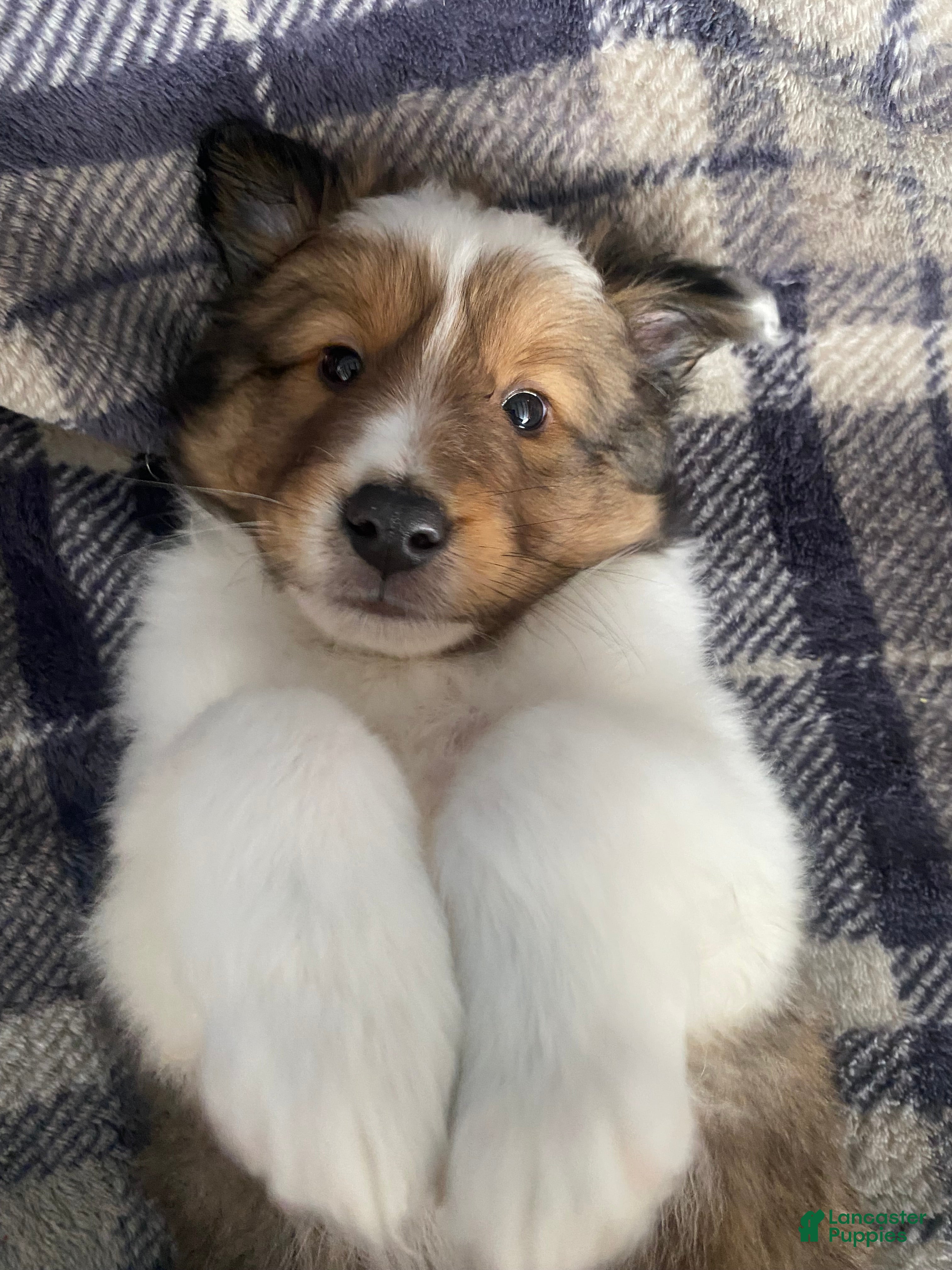 Shetland Sheepdog dogs Shetland Sheepdog Puppy 1 - Ad 28