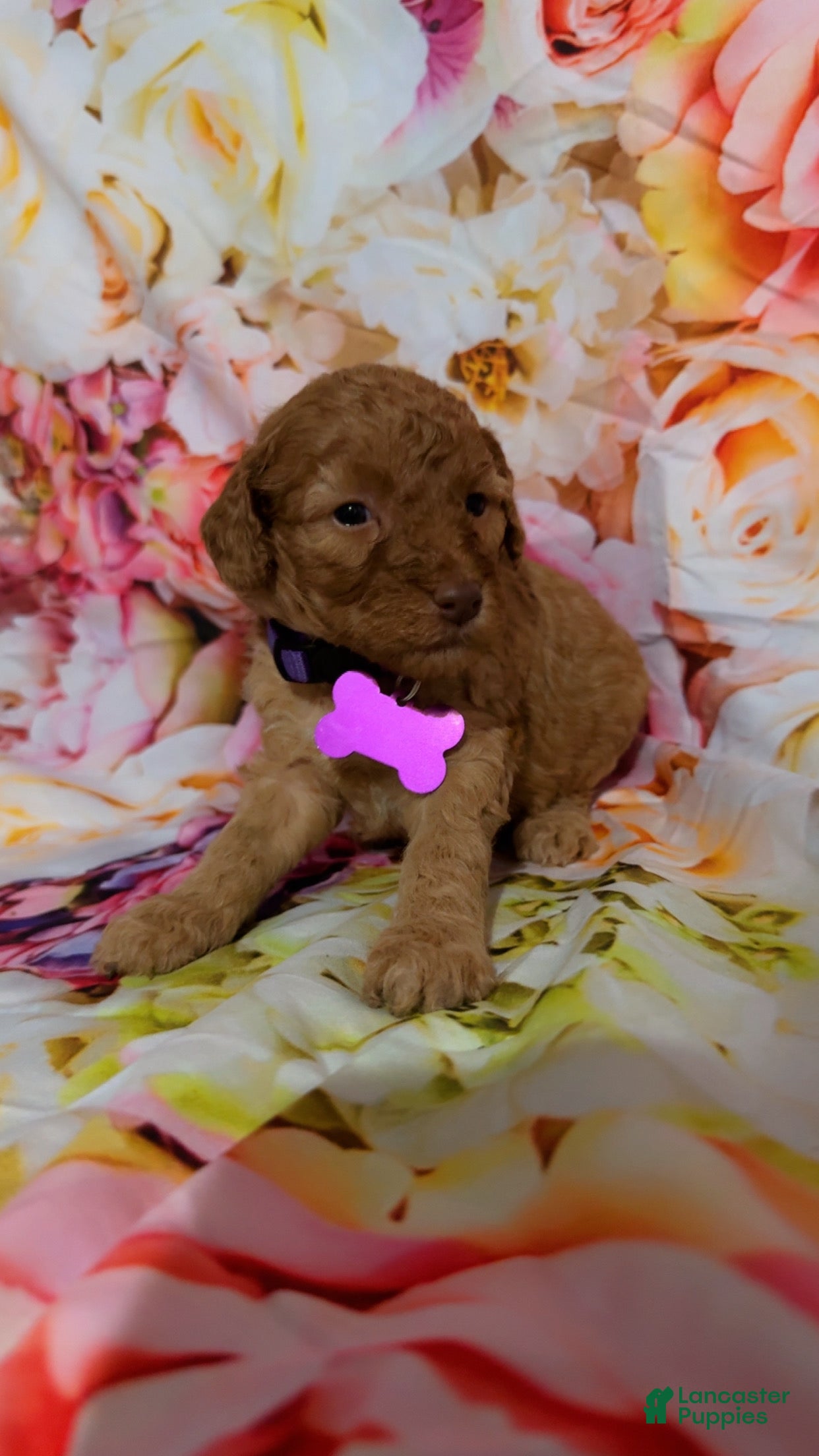 Mini Goldendoodle dogs  Puppy 2 - Ad 16