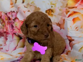 Mini Goldendoodle dogs Puppy 2 - Ad 33