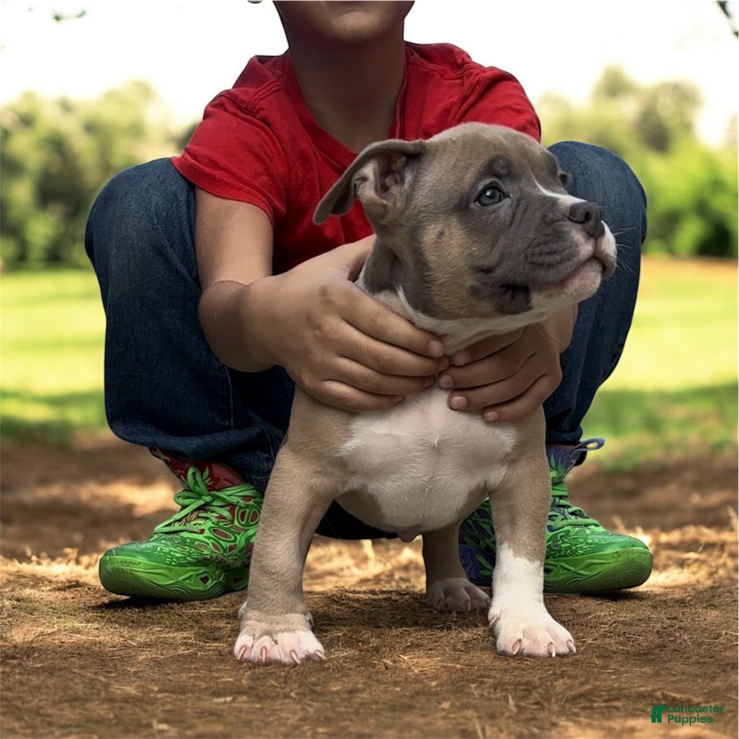 American Bully dogs for sale: American Bully Puppy 1 - Ad 2
