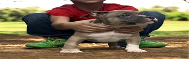 American Bully Puppy 1