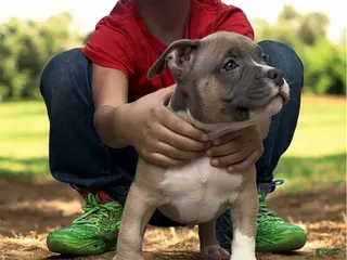 American Bully dogs for sale: American Bully Puppy 1 - Ad 2
