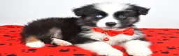 Miniature Australian Shepherd dogs for sale: Sheldon - Ad 4