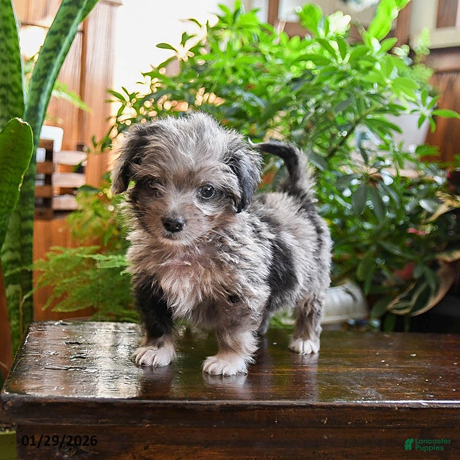 Sheltiedoodle dogs Lolo - Ad 4