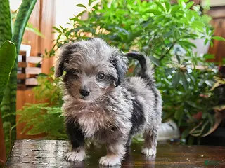 Sheltiedoodle dogs Lolo - Ad 4