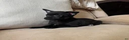 Chihuahua dogs for sale: Carlos - Ad 6